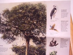 National Geographic Magazine November 2015 Map Amazonia Brazil Amazon Ecosystem