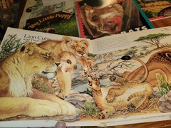 Fun Mixed Lot of Animal Children’s Books Lions Pop Up, Dogs, Bats, Wolves, Ducks