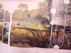 National Geographic Magazine November 2015 Map Amazonia Brazil Amazon Ecosystem