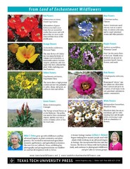 Land of Enchantment Wildflowers