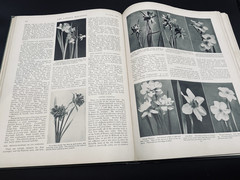 The Garden Magazine Vol. IV August 1906 to January 1907 Vintage Gardening