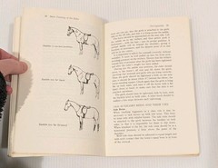 THE PRINCIPLES OF RIDING Official Instruction Handbook German Equestrian Horses