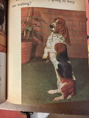 Vtg 1957 Golden Book CLEO Basset Hound Photo Story 1st Ed Vtg 1957 Acceptable