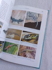 DAY GECKOS: Professional Breeder’s Series F.Bruce M. Meyer W. Schmidt 2005 OOP!