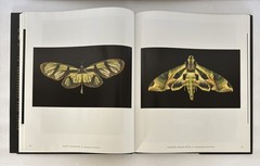 One Hundred Butterflies Hardcover Book by Harold Feinstein Dust Cover Color Pics