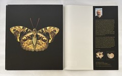 One Hundred Butterflies Hardcover Book by Harold Feinstein Dust Cover Color Pics