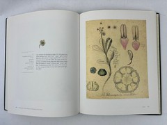 2007 Drawing Upon Nature: Studies for the Blaschkas’ Glass Models Botanical Ills