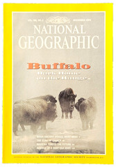 ROUNDING UP BUFFALO ON THE RANGE NOV 1994 NATIONAL GEOGRAPHIC MAGAZINE FREE SHIP