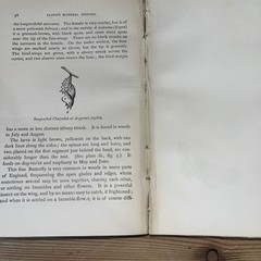 Lloyd’s Natural History 1896/97 BUTTERFLIES & MOTHS WF Kirby 5 Volumes
