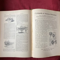 1904 Cyclopedia Of American Horticultural 700 Original Engravings Volume 3 N-Q