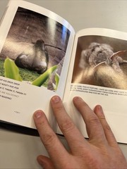 Animals Talking in All Caps: It’s Just – paperback, Justin Valmassoi, 0385347642