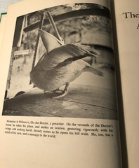 b The ANIMAL WORLD of ALBERT SCHWEITZER by Charles R Joy 1951 Beacon Press