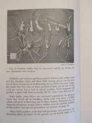 BULBS FOR FLORIDA HOMES by John Watkins 1962 Department of Agriculture 56 pages