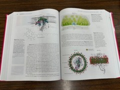 INSTRUCTOR’S EDITION: Biochemistry by McEvoy and Miesfeld – ISBN 9780393533507
