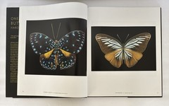 One Hundred Butterflies Hardcover Book by Harold Feinstein Dust Cover Color Pics