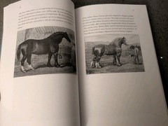 THE SHIRE DRAFT HORSE CHROICLES England/America **SIGNED**A.Wareing 2022 Hardcov