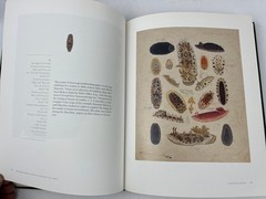 2007 Drawing Upon Nature: Studies for the Blaschkas’ Glass Models Botanical Ills