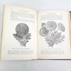 Hardy Florists’ Flowers: Their Cultivation & Management, James Douglas 1880 HC