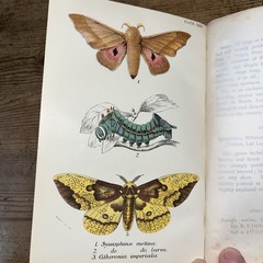 Lloyd’s Natural History 1896/97 BUTTERFLIES & MOTHS WF Kirby 5 Volumes