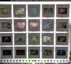 1000 Vintage Slides Nature Flower Mtns Trees Lakes 2 x 2 In 50 Holders 1960-1970
