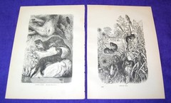 Lot of 10 Antique 141 Year Old Full Printed Pages From Cassells Natural History