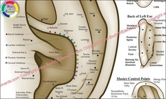 Chinese System Auricular Ear Acupuncture Chart 8.5″ X 11″ Auriculotherapy