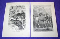 Lot of 10 Antique 141 Year Old Full Printed Pages From Cassells Natural History