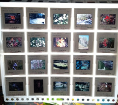 1000 Vintage Slides Nature Flower Mtns Trees Lakes 2 x 2 In 50 Holders 1960-1970
