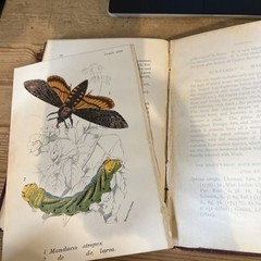 Lloyd’s Natural History 1896/97 BUTTERFLIES & MOTHS WF Kirby 5 Volumes