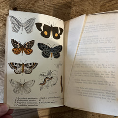 Lloyd’s Natural History 1896/97 BUTTERFLIES & MOTHS WF Kirby 5 Volumes