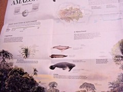National Geographic Magazine November 2015 Map Amazonia Brazil Amazon Ecosystem
