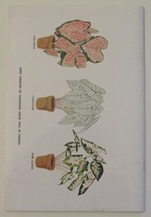 BULBS FOR FLORIDA HOMES by John Watkins 1962 Department of Agriculture 56 pages