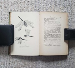 1901 First edition by Koizumi Yakumo Lafcadio Hearn 5.1in x 7.5in 305 pages