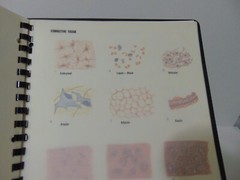 Schick Notebook Charts Human Anatomy 1980 Softcover Spiral Bound Book