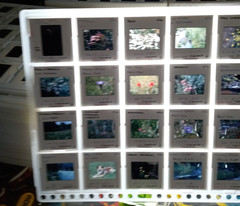 1000 Vintage Slides Nature Flower Mtns Trees Lakes 2 x 2 In 50 Holders 1960-1970