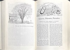 1949 VINTAGE USDA Yearbook of Agriculture “TREES” – 944 Pages Illustrated HC