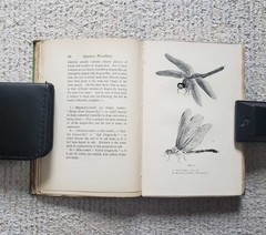 1901 First edition by Koizumi Yakumo Lafcadio Hearn 5.1in x 7.5in 305 pages