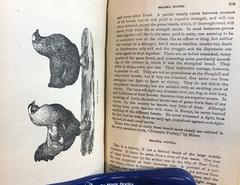 Veterinary practice; or, Explanatory Stock Doctor, Navin, 1884, E-94