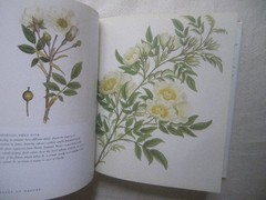 Rose Botanical Illustration 336 Pages Roses Royal Horticultural Society Redoute/