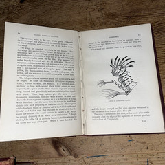 Lloyd’s Natural History 1896/97 BUTTERFLIES & MOTHS WF Kirby 5 Volumes