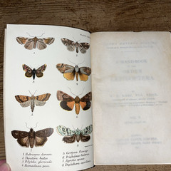 Lloyd’s Natural History 1896/97 BUTTERFLIES & MOTHS WF Kirby 5 Volumes