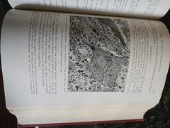 The Practitioners Library of Medicine and Surgery 1936 Dermatology & Syphilology