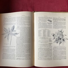1904 Cyclopedia Of American Horticultural 700 Original Engravings Volume 3 N-Q