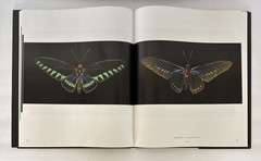 One Hundred Butterflies Hardcover Book by Harold Feinstein Dust Cover Color Pics