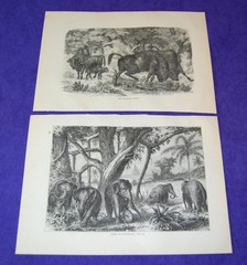 Lot of 10 Antique 141 Year Old Full Printed Pages From Cassells Natural History