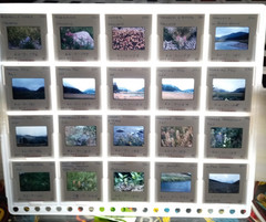 1000 Vintage Slides Nature Flower Mtns Trees Lakes 2 x 2 In 50 Holders 1960-1970