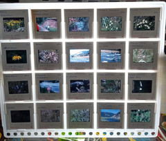 1000 Vintage Slides Nature Flower Mtns Trees Lakes 2 x 2 In 50 Holders 1960-1970