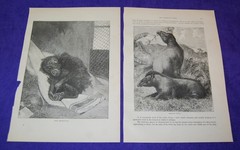 Lot of 10 Antique 141 Year Old Full Printed Pages From Cassells Natural History