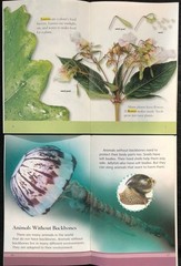 2nd Grade LIFE SCIENCE Curriculum Readers (12 books) Teachers/Homeschool/Tutors