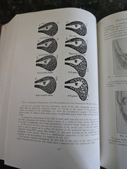 The Practitioners Library of Medicine and Surgery 1937 Eye, Ear, Nose, & Throat
